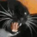 STFU emote
