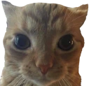 IHaveHiredThisCatToStareAtYou emote