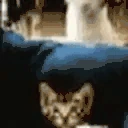 stfu emote