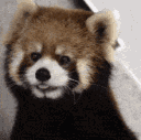 redpanda_what animated emote