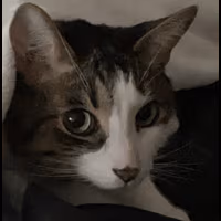cat_stare emote