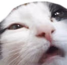 catS emote