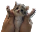 YIPEE emote