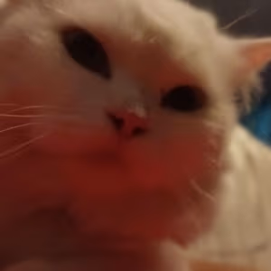 Yukistare2 emote