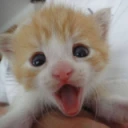 WAOW emote
