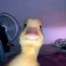 Duck_Stare emote