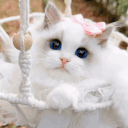 princess animated emote