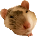 Rat_UwU emote