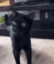 nono emote