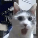 suprisedcat emote