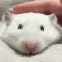 ratPET animated emote