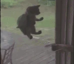 HeyPleaseGimmeTheCatnipJustOneMore emote