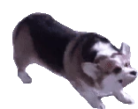 corgosDance emoji