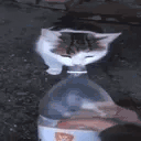 catgetssplashedstupididiot animated emote