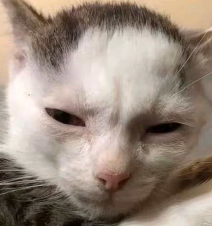 tiredmichi emote
