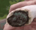 RIPBOZO emote