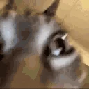 wtf emote