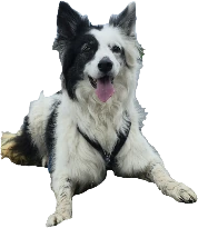 Maddie emote