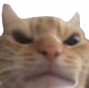 angrycat emote
