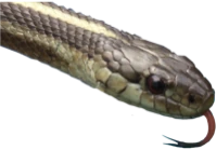 GarterSnake emote
