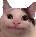 CatStare emote