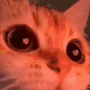 catwow emote
