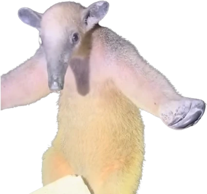 slothStop emote