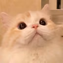 catsurprised emote
