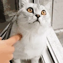 afk emote