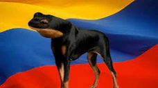 sapoperro emote