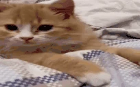 catEhh emote