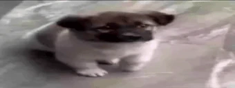 YAYA emote