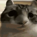 CatO emote