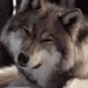 WOLF emote