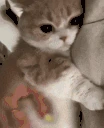 myBaby emote