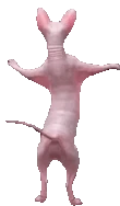 dancing_sphynx_cat emote