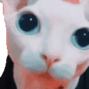 bingusPlink animated emote