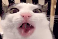 crunch emote