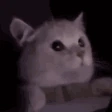 LightmodeCat emote