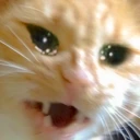 catWHY emote
