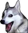 huskyDad emote