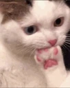 cateatpaw emote