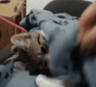 letmesleep emote