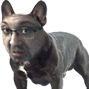 DOGONZZ1 emote