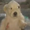 Quepedo emote