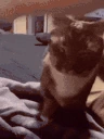 catAnswer emote