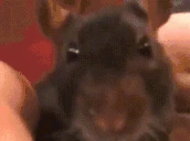 Eww emote