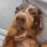 PawOops emote