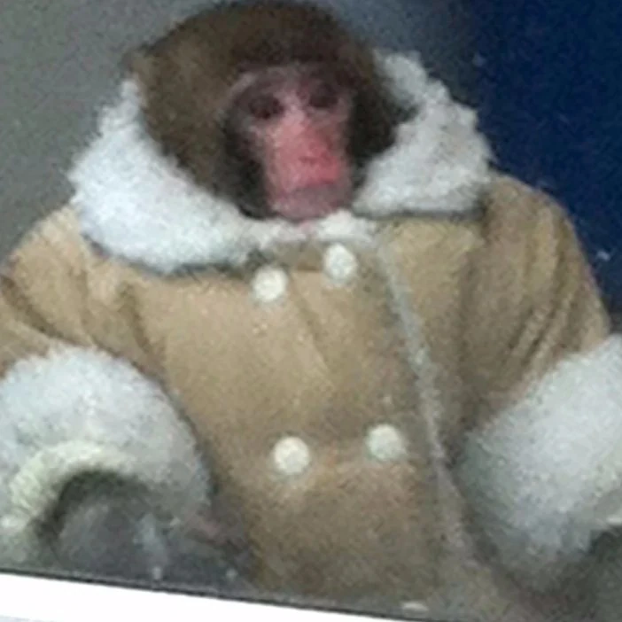 confused_monkey emote
