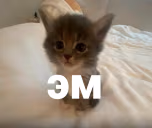 em emote